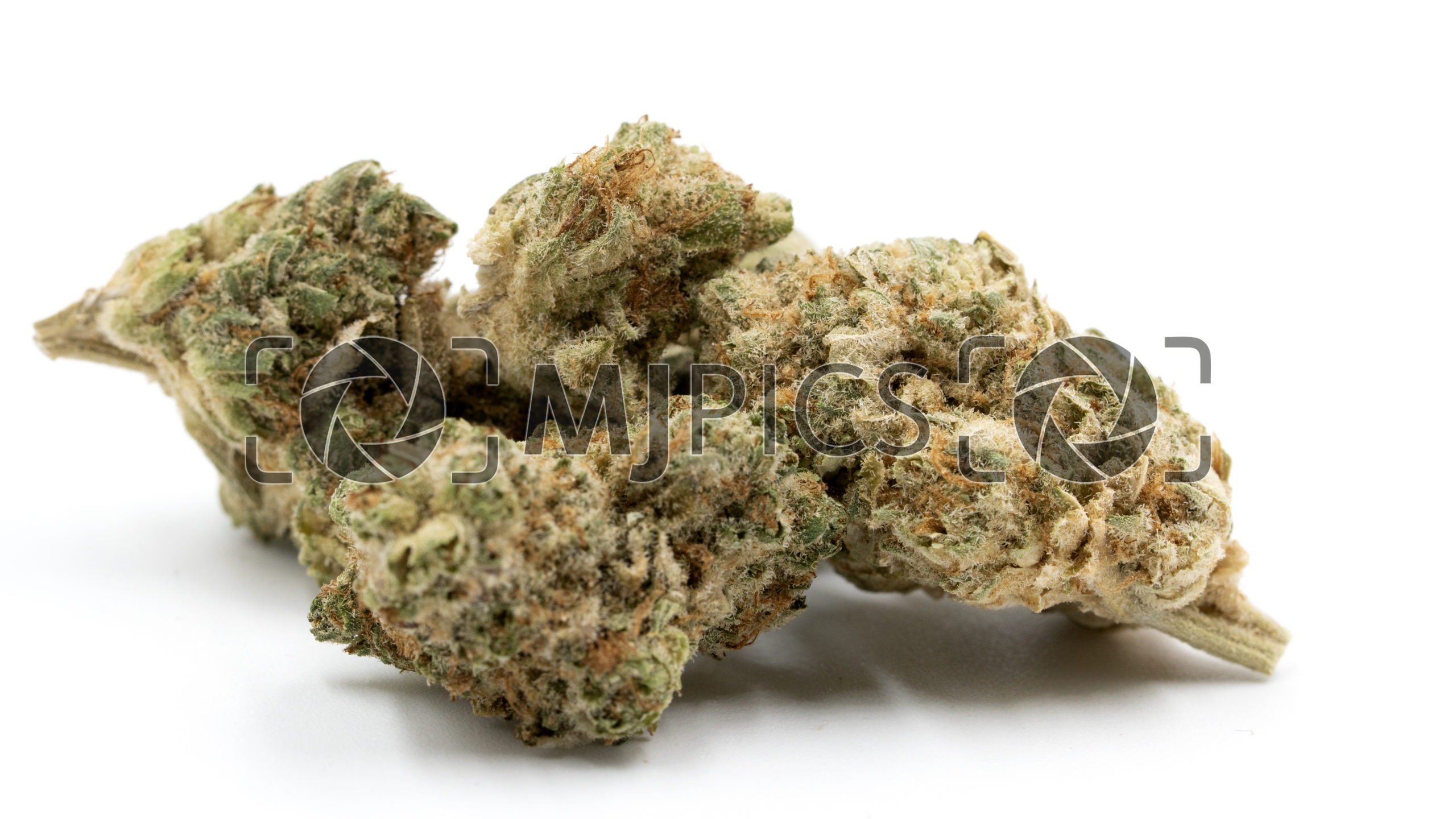 Bruce Banner X Chocolope 10000444 download