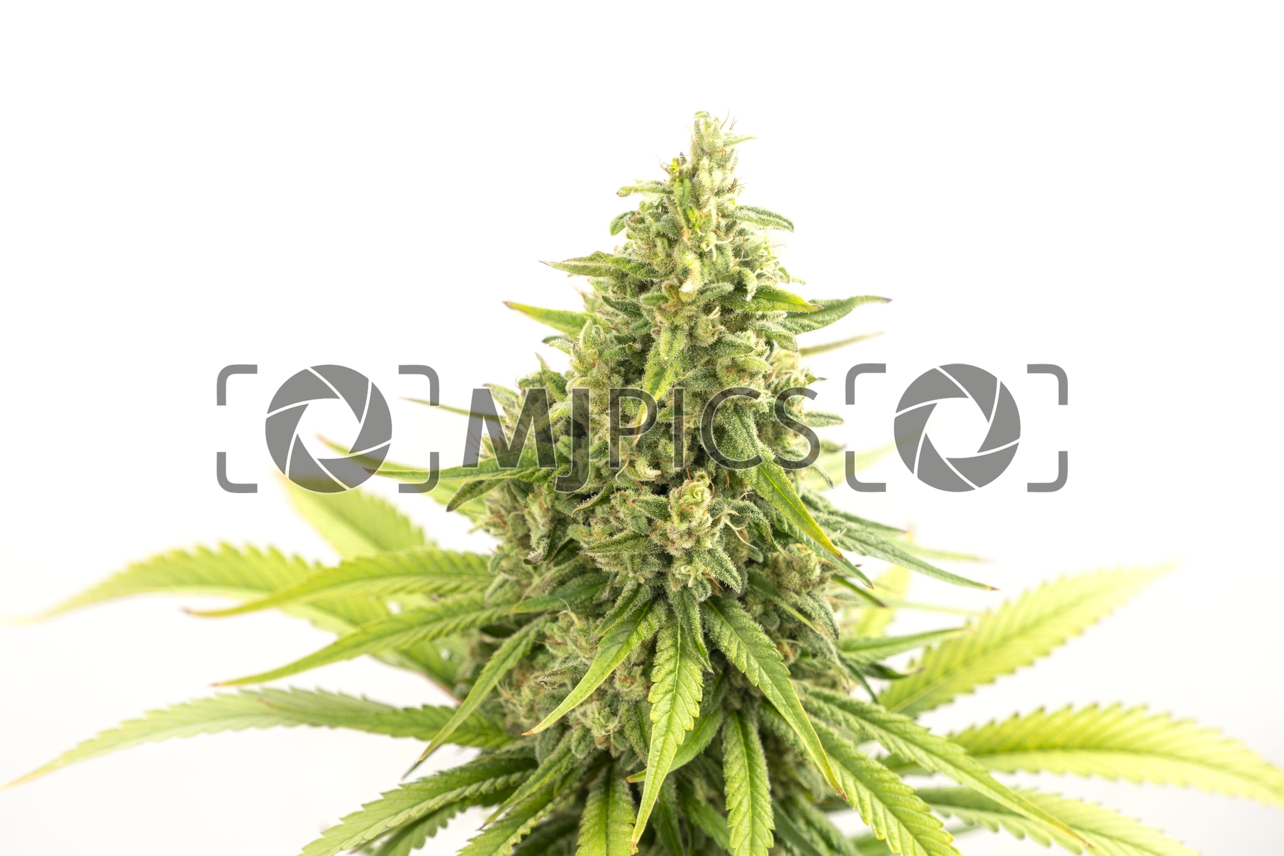 Strawberry Cough 10001036 download